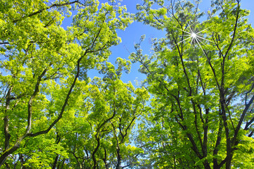 Obraz premium 新緑の森と太陽の光 