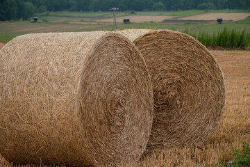 刈取が終わった後のムギ畑の麦ロール
