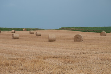 Fototapeta premium 刈取が終わった後のムギ畑の麦ロール 