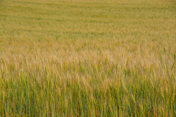 色づき始めたムギ畑
