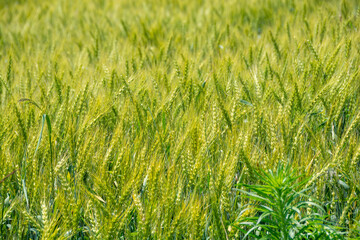 緑のムギの穂のクローズアップ
