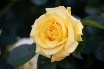 薔薇