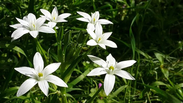 star shaped white flower video image