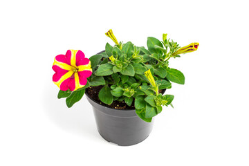 Petunia Flowers Seedling in Pot Ready for Planting for Spring Landscaping on White Background. Selective focus.