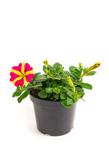 Petunia Flowers Seedling in Pot Ready for Planting for Spring Landscaping on White Background. Selective focus.