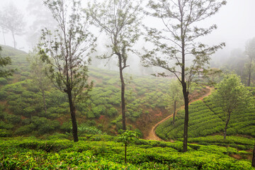 Fog on tea plantation