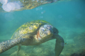 Fototapeta premium Turtle