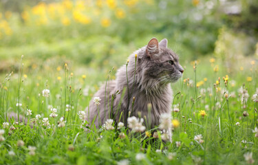 Chewie the cat in the wild profile - Powered by Adobe