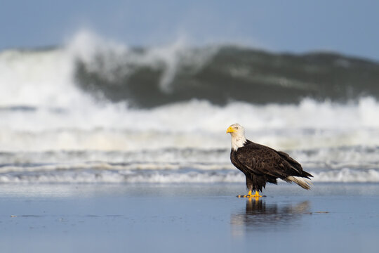A bald eagle stands on the beach as waves crash behind it in Ocean Shores, Washington.
