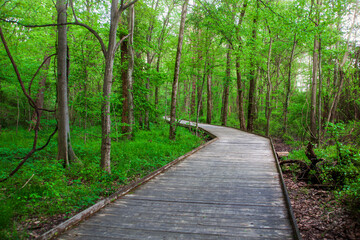 Dirt pathway and a wooden bridge in the forest with lush green trees and leaves