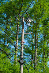 木に覆われた電柱