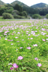 山の中で開花したたくさんの蓮華の花