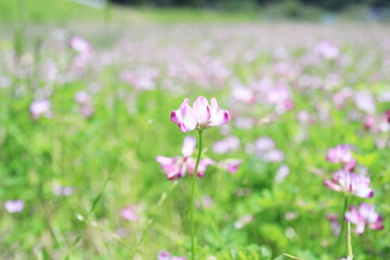 Obraz na płótnie Canvas 里山に咲く可愛いレンゲの花