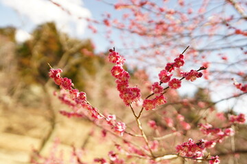 春の花