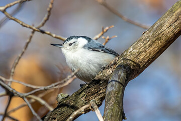 White-breasted Nuthatch