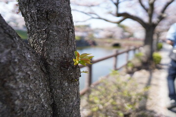 Obraz premium 春の花
