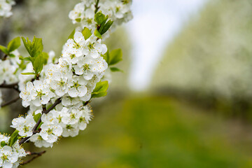 Kwitnące drzewa owoce, kwiaty czereśni, kwiaty wiśni, kwiaty wiśni, kwitnący sad, kwiaty owoców, kwiaty drzew, kwiaty, kwiat w sadzie, Flowering fruit trees, cherry blossoms, cherry blossoms, cherry b