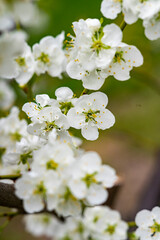 Kwitnące drzewa owoce, kwiaty czereśni, kwiaty wiśni, kwiaty wiśni, kwitnący sad, kwiaty owoców, kwiaty drzew, kwiaty, kwiat w sadzie, Flowering fruit trees, cherry blossoms, cherry blossoms, cherry b © Follow the Sun