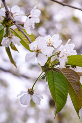 Kwitnące drzewa owoce, kwiaty czereśni, kwiaty wiśni, kwiaty wiśni, kwitnący sad, kwiaty owoców, kwiaty drzew, kwiaty, kwiat w sadzie, Flowering fruit trees, cherry blossoms, cherry blossoms, cherry b © Follow the Sun