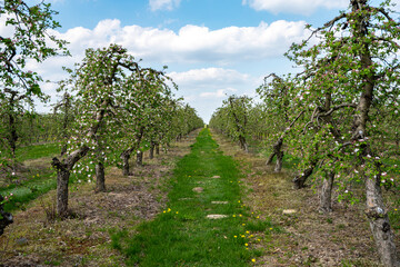 Sad owocowy, drzewa jabłoni, jabłka, kwiaty jabłoni, kwiaty drzewa jabłoni, kwitnąca jabłoń  - obrazy, fototapety, plakaty