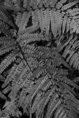 シダの葉　モノクロ