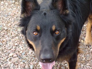 KODAK Digital Still Camera