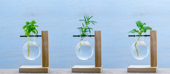 Herb cuttings propagated in glass vases on shelf, regrowing herb cuttings in water for fresh...