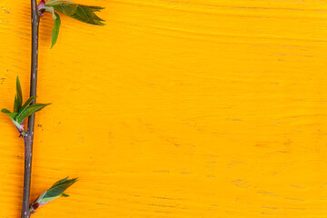 Blooming green leaves on a yellow background of painted wood.