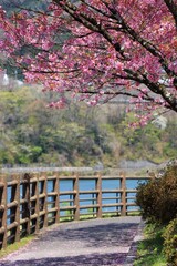 Fototapeta premium 桜と遊歩道