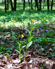 絶滅危惧種　キンラン