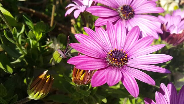 prairie plant purple daisy blooming flower video image