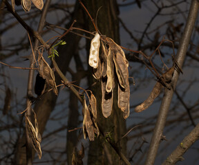 Robinia pseudoacacia, commonly known in its native territory as black locust. Pods with seeds on the tree in springtime.