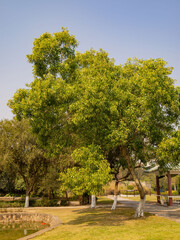 Fototapeta premium Sunny view of park landscape
