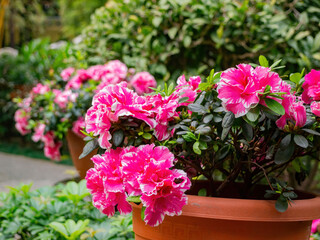 Close up shot of Azalea blossom in Lou Lim Ieoc Garden