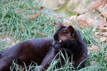 草むらで寛ぐ黒猫　物音に警戒態勢　春の日