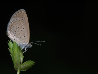 pale grass blue butterfly on the grass pistil