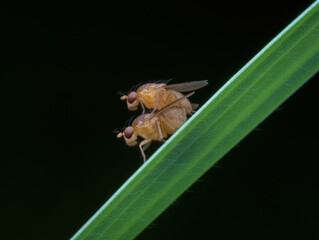 fruit fly mating on the grass