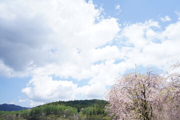 Obraz premium 植物と空