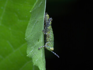 Rice locusts nimfa on the leaf