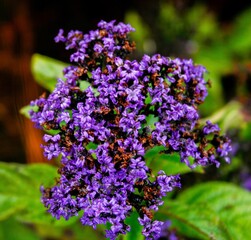 flowers in the garden