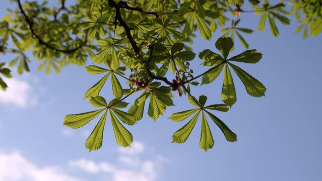 chestnut leaves on sky background frame
