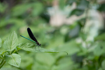 黒い羽根のハグロトンボ（Calopteryx atrata）をクローズアップ／カワトンボ科