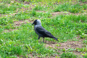 Young jackdaw bird on green grass.