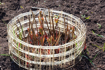 Spring seedling flowers in the ground. Fence for flowers.
