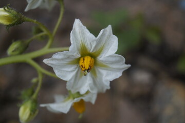 white flower of a flower