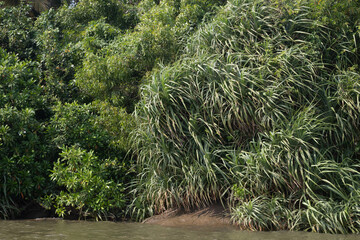 pine tree in the garden
