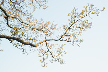 Earth Day concept with tropical forest background, natural sence with canopy tree in the wild.