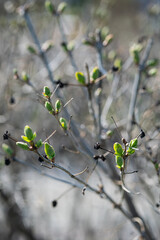 Spring new leaves with old dry berries on branch, selective focus. Tree buds bloom, close up. Germination of first spring leaves.