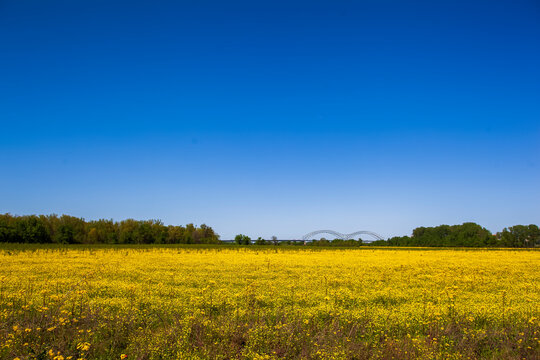  The Hernando De Soto Bridge In West Memphis, Arkansas Crossing The Mississippi River To Memphis Tennessee. With And Open Field Of Yellow Flowers And Trees.