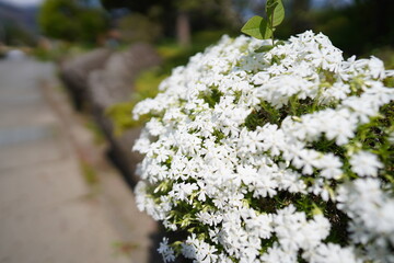 白い花
